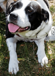 DorrieFace Dubuoce 2016